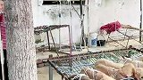 汪汪队开大会，狗狗集体打吊瓶