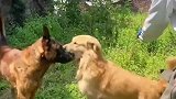 金毛和马犬对决，到底谁的战斗力更强