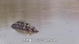 水龟疯狂攻击河马，河马的反应太尴尬，网友：厉害了