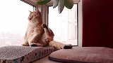 喵星人的七秒记忆！举起腿后忘记放下的尴尬