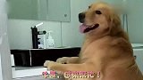 主人出门忘关水龙头，为了不让水溢出来，金毛和马犬的反应笑惨了