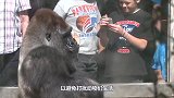 小女孩挑衅大猩猩，不料猩猩直接冲过来，一拳打碎了“防爆玻璃”