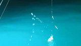 海钓大鱿鱼，一钓一个准，钓鱼人羡慕了！
