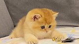 英短金渐层发现了一只小黄猫！