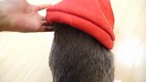 猫咪能多快脱掉一件衣服？给3只猫穿上衣服，猫脱得比穿得还快！