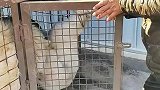 帮粉丝找狗。解救出来