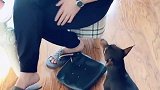 男主人为什么被狗狗撵出家门，这狗我是服了