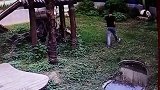 男子偷翻进熊猫园，熊猫死活不让他走