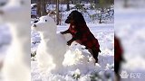 蠢萌小腊肠，看到主人给它堆的同款雪人，扑上去一口咬烂