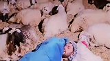 牧羊人为什么要抱着羊群睡觉呢？