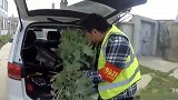 安徽：奇葩！87岁老太菜地里种罂粟 理由：治鸡拉肚子