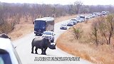 犀牛强行霸占公路，造成严重交通堵塞，丝毫不把人类放在眼里