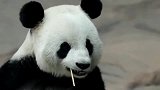 熊猫：镜头拉这么近，本宝宝脸其实没有辣么大啊！