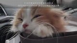 软萌小橘猫和高冷大白猫的尴尬初见，把主人笑出猪叫