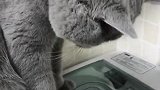 猫：咋回事，洗了这么久还没洗好！