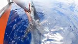 真实发生在深海中几个渔民垂钓，好不容易钓到一条大鱼，却被大鲨鱼截胡