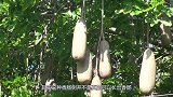 非洲人“懒”不是没有原因，看看这个“香肠树”，换我也不去种地