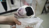 安葬这只可怜的边牧宝宝，都没能见到自己的妈妈，愿在天堂安好！