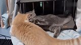 短腿猫：打架吗我超强！