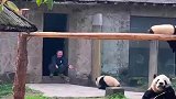 重庆动物园的熊猫，主打的就是一个搞笑哈哈哈哈