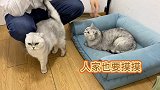 平时不让摸，看见主人撸别的猫就来求撸，呵渣猫