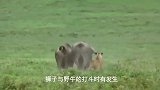 狮子遭到水牛踩踏，可怜的狮子身受重伤，水牛独自战胜五只狮子！