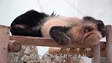 奶妈：不管是真睡还是装睡，就没有我叫不醒的熊猫！