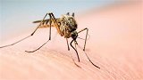 世界上最大的蚊子工厂：专门饲养蚊子，还用螃蟹来灭蚊？