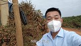 非洲工厂的网线又断了，还得找总统府的人上门维修，处理速度超快
