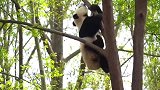 熊猫：树干上的华丽转身，证实了国宝是攀岩高手