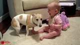 呆萌的宝宝看着狗狗笑，觉得狗狗好有趣，真蠢萌呀！