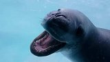 世界上最凶猛的海豹，是南极有名的恶霸豹形海豹