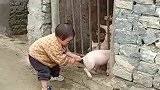 初生牛犊不怕虎，上手就抓住猪的尾巴不放手，这胆量为娘也佩服！