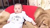五岁大金毛陪伴六个月的小宝宝成长，它对小主人无限包容