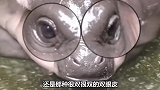 最最稀有的河马，你见过这么可爱的河马吗