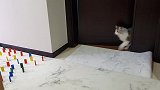障碍挑战：狗与猫会有什么不一样的表现？