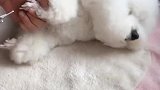 狗子：吓死我了，铲屎的你拿把剪刀干嘛啊！