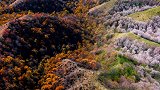 2016年4月与2020年10月，在山顶同一个机位拍了两张照片，记录了这片野杏林的春秋变换#伊犁 #大西沟乡