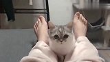 跟猫咪对视，看到最后，到底是谁赢了!太可爱了！