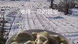 男子雪地里吼一声“开饭”，两只白狐闻声而来