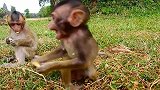 小猴跟着猴妈一起吃棕榈果，画面好温馨！