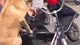广西玉林一条潇洒的网红土狗，喜欢坐自行车