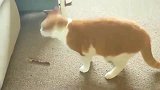 橘猫：橘猫骚起来的时候，你鸡皮疙瘩都会起来！
