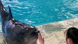 抖到蓬莱八仙过海 小海豚上岸啦