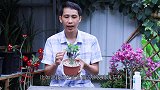 夏季沙漠玫瑰容易死，改成这样养，生长旺盛开花多