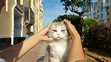 猫咪：铲屎的你这么蹂躏我，你的良心不痛吗