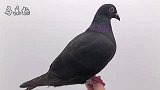 信鸽鉴赏：精品国血，纯黑品种“黑金刚”