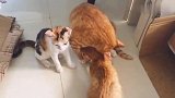 女主人养了一只公猫，小猫断奶后，感人的一幕出现了