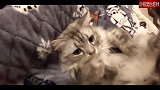 猫咪喜欢躺在床上和主人这样玩，摇啊摇，摇到外婆桥？