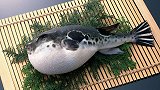 拼死吃河豚这句谚语是怎么来的？